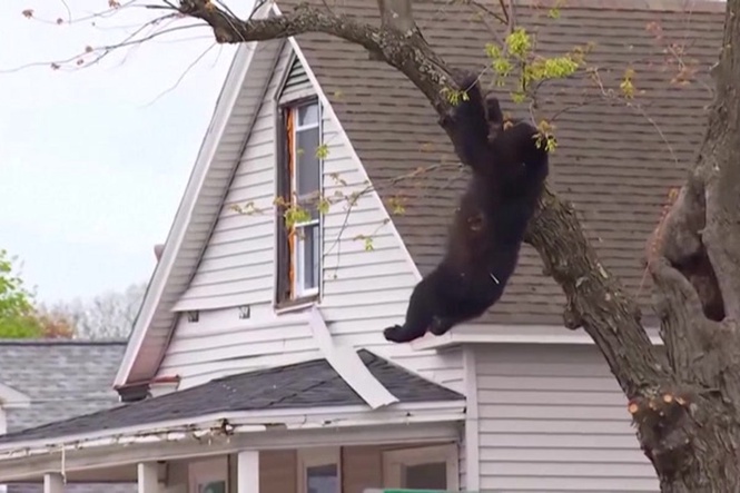 Black bear tranquillized by cops falls from tree to safety in 4-hour standoff