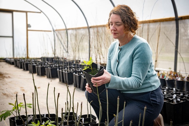 Trees being destroyed by disease could be saved by breakthrough discovery