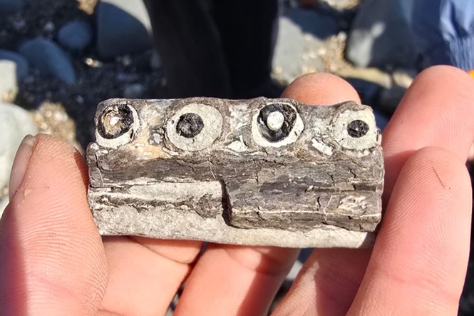 Fossil hunter uncovers incredibly rare piece of world’s oldest sea crocodile