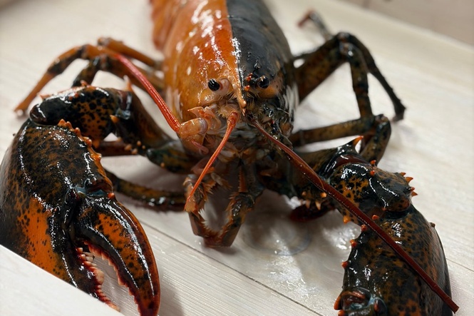 How an eye-catching lobster went from dinner to a star attraction