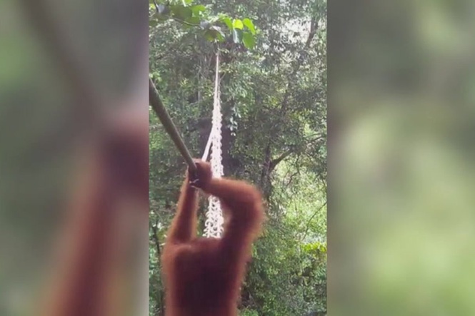 Watch as Sumatran orangutan uses canopy bridge to cross forest in world-first moment