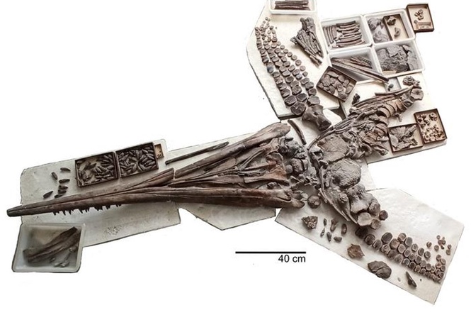 Scientists unearth remains of dolphin-like sea monster