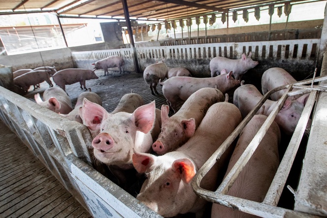 Who are the Las Vegas buffet closures impacting most? The pigs who ate the scraps