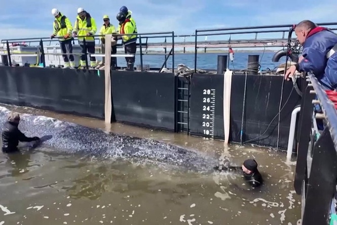 Humpback whale ‘Timmy’ released in the North Sea after weeks stranded in Germany