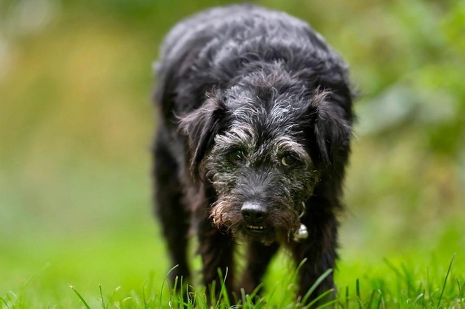 Gone Fishing’s Ted dies as BBC pays tribute to Mortimer and Whitehouse’s canine star