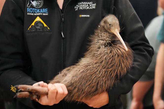 Endangered kiwi return to New Zealand capital in emotional homecoming after century-long absence