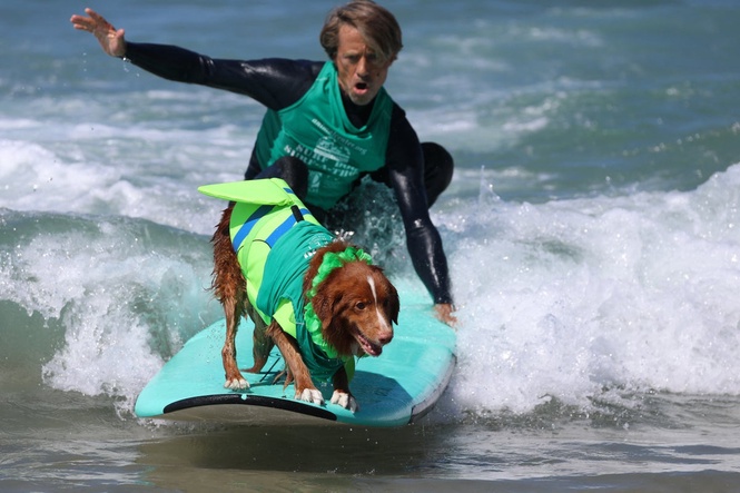 Experts identify the simplest way to help your dog live longer