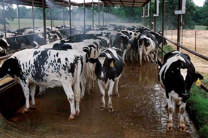 Investigation launched after more than 60 cows stolen from Ohio farm overnight