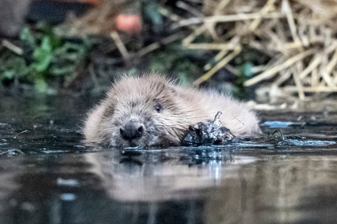 Boy attacked by beaver while fishing in New Jersey park