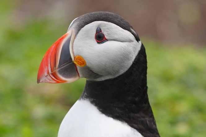 ‘Puffin-cam’ goes live on Farne Islands to give public bird’s eye view of seabird breeding spectacle