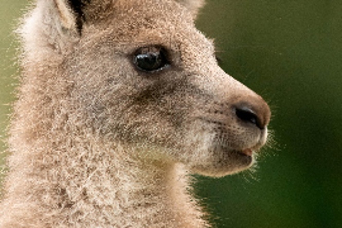 Prince George, Princess Charlotte and Prince Louis bestow charming Welsh name on baby kangaroo at Australia Zoo