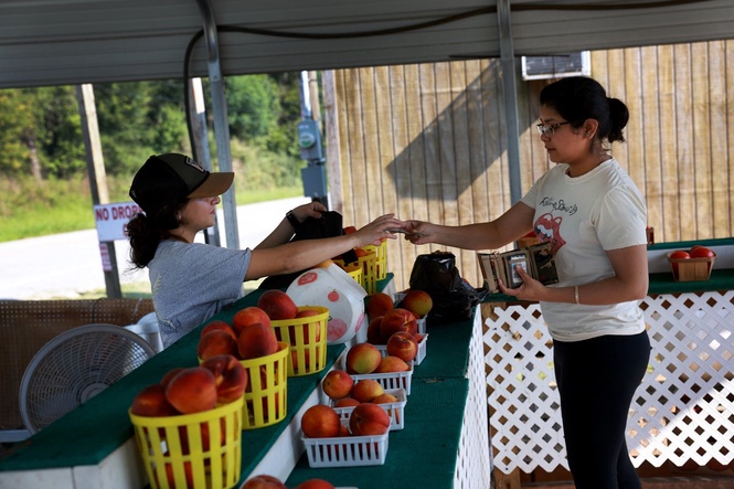 Del Monte shutdown forces massive peach tree removal