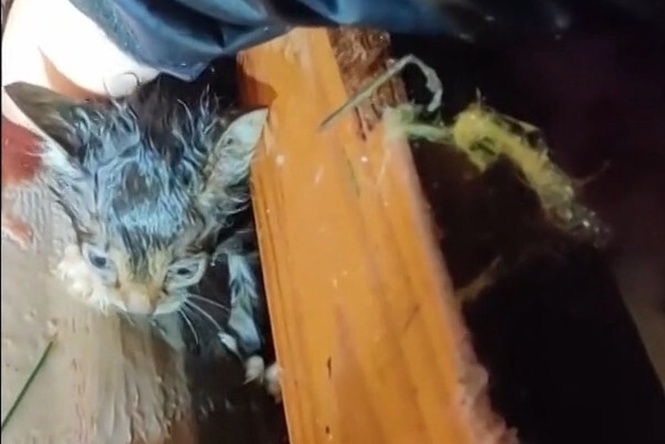 Storm chaser digs through tornado rubble to rescue tiny kitten in Mississippi trailer park