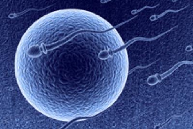 Scientists take big step forward in effort to create long-lasting male contraceptive