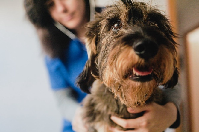 Do pets really reduce stress? A new study has found they don’t