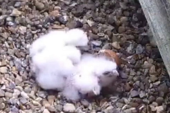 Cathedral peregrine falcons welcome new chicks after nest destroyed