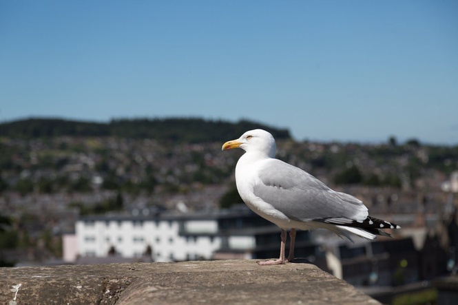 Council spends £20k to address ‘dive-bombing’ urban gull problem