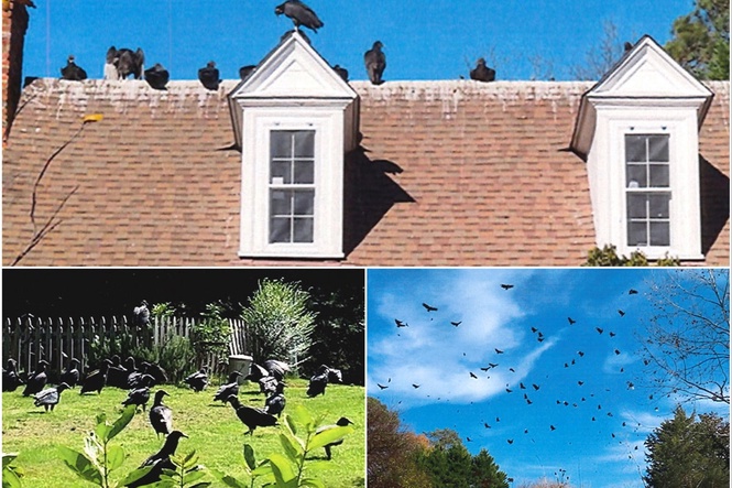 Vultures have taken over a North Carolina neighborhood thanks to a couple that won’t stop feeding them, town says
