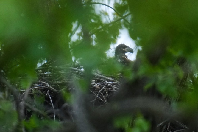 Wild bald eagle hatchlings may be US city’s first for more than 100 years