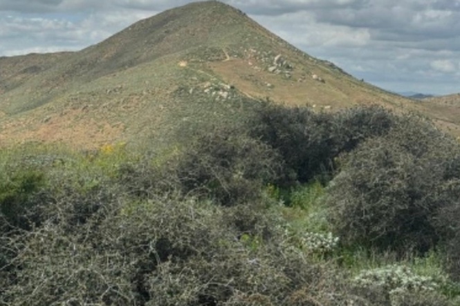 World’s oldest oak tree spared from California developers after years-long battle