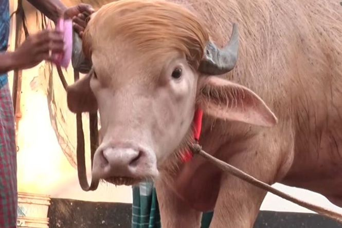 ‘Trump’ and ‘Netanyahu’ buffaloes draw large crowds in Bangladesh
