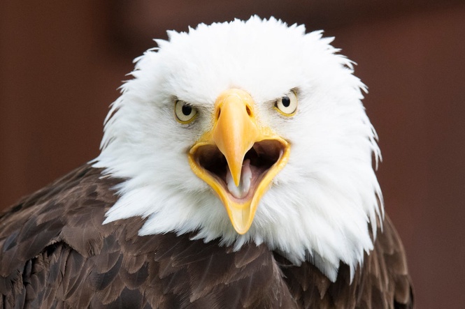 Texas man could face prison time after killing American bald eagle