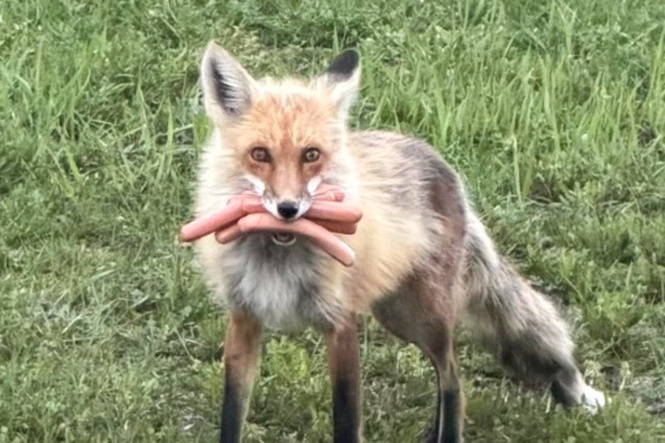 Outfoxed: Canadian police spot four-legged culprit that made off with mouthful of hot dogs