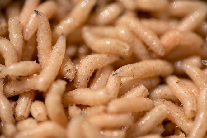 Doctors explain why maggot therapy is still a leading treatment in the US