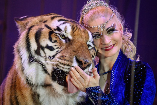 Tiger shot dead by German police after escaping enclosure and attacking one of its keepers