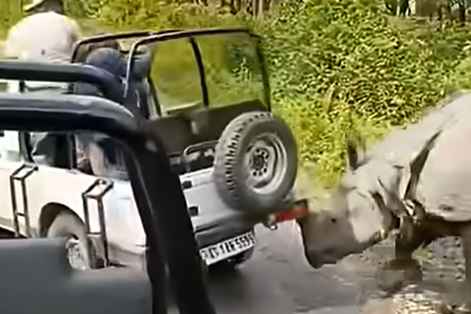 Rhinoceros tries to overturn tourist jeep during safari attack at park in India
