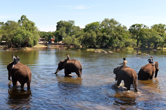 Woman crushed to death during fight between two elephants at controversial tourist attraction in India