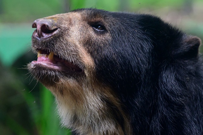 Japanese study reveals simple way to survive a deadly bear attack
