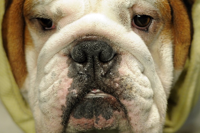 Scientists develop new spray to help with a dog’s smelly breath