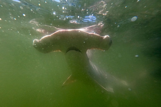 What killed this 14-foot endangered hammerhead? Experts are searching for answers