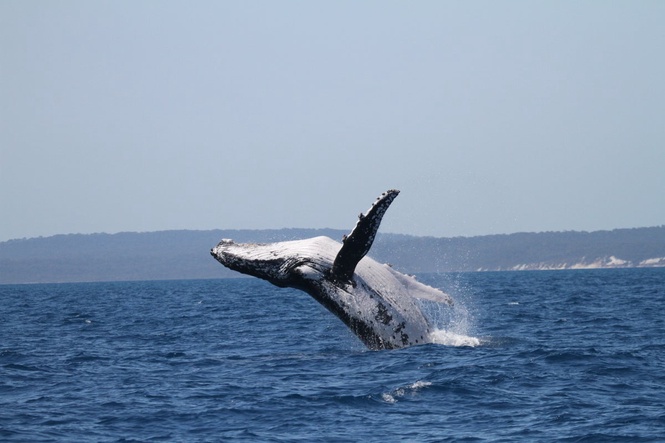 Two humpback whales set new migration record with epic Australia to Brazil journey