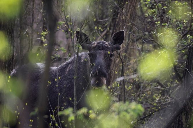 Chernobyl exclusion zone now has more wildlife than Ukraine’s nature reserves, study finds