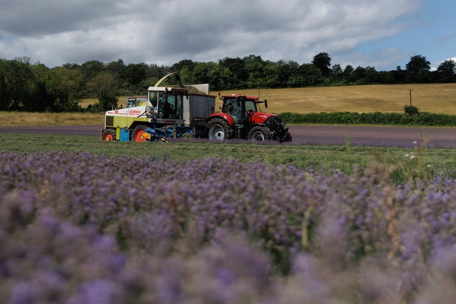 British farmers warn of ‘worst harvest in years’ after punishing heatwaves