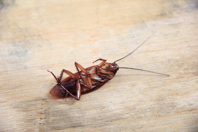The rise of the ‘cockroach party’ as angry youth turn to the insect to vent frustrations