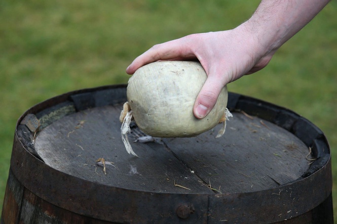 US urged to ‘make haggis legal again’ ahead of World Cup