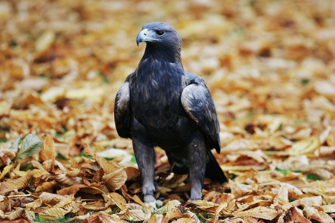 Birds of prey in Scotland persecuted 182 times over 10 years – study