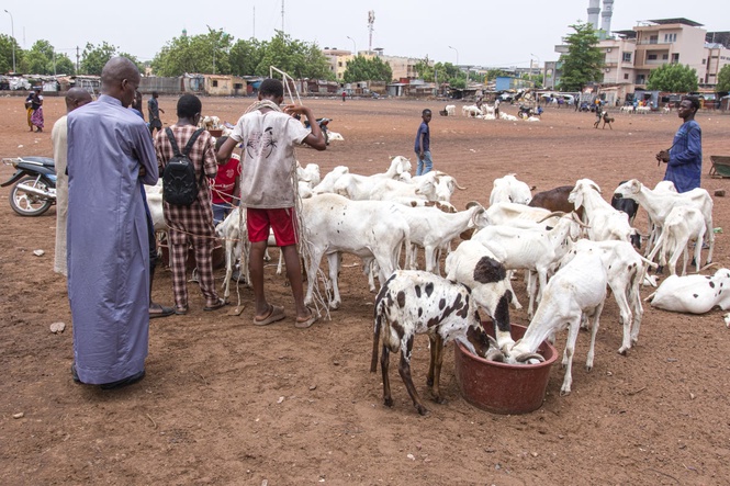 A bitter Eid al-Adha in Mali's capital as al-Qaida-linked blockade sends sheep prices soaring