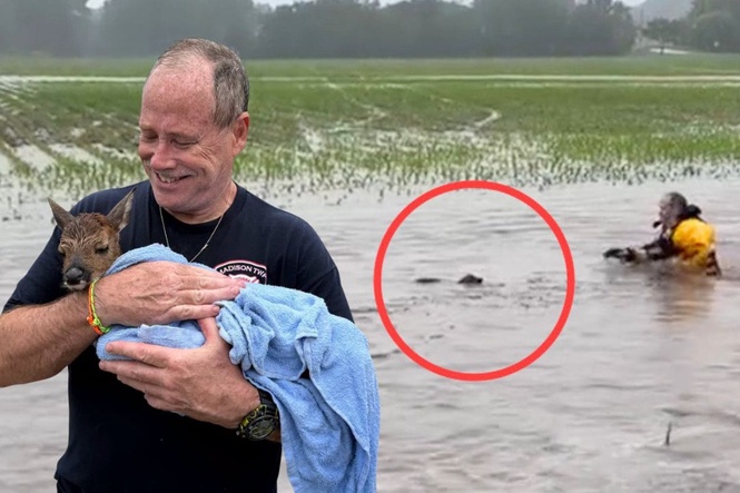 Dramatic moment baby deer is plucked from flooded, fast-flowing river by rescuer