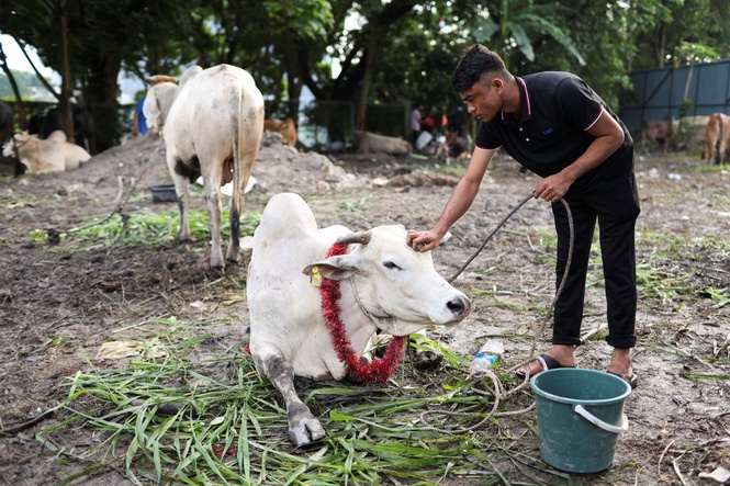 Man gored to death by buffalo during Eid al-Adha ritual
