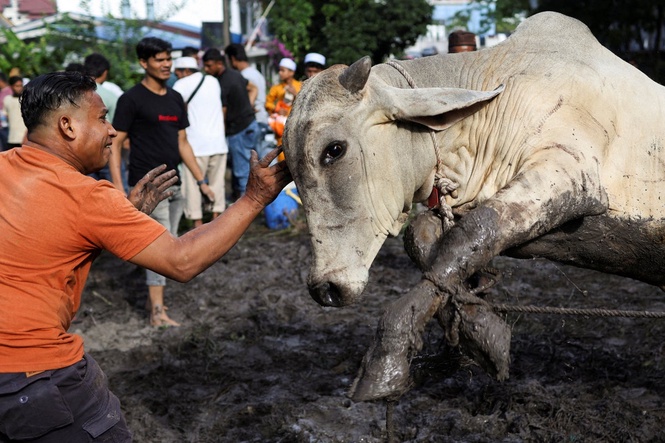 Man killed by buffalo during Eid al-Adha sacrificial ritual in Malaysia