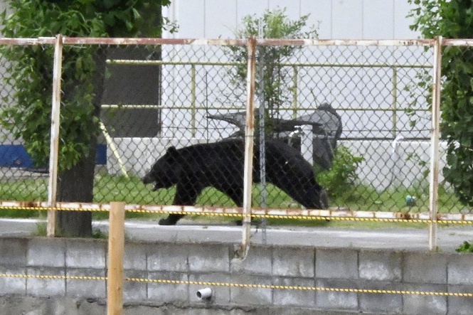 A bear injures 4 people in a residential area of Japan as the annual number of attacks rises