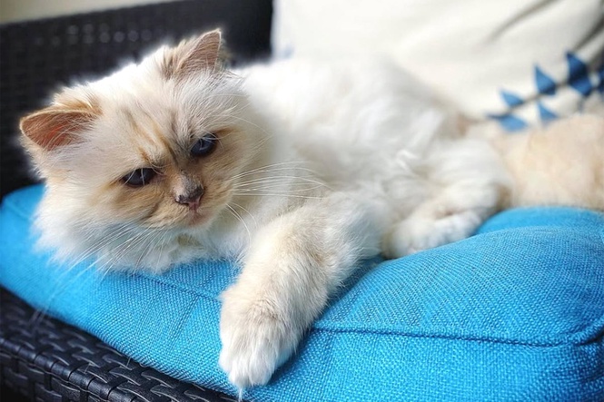 Karl Lagerfeld’s cat locked in an inheritance battle after being left with nothing