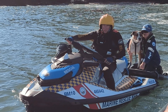 Dog rescued after being swept out to sea and surviving 800m swim to remote island