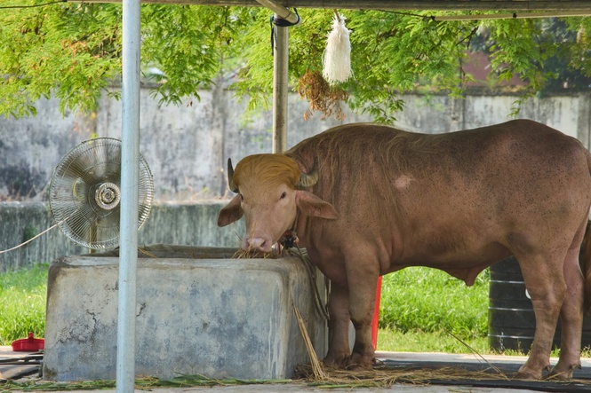 Rare albino buffalo named after Donald Trump for its golden locks draws crowds at Bangladesh zoo