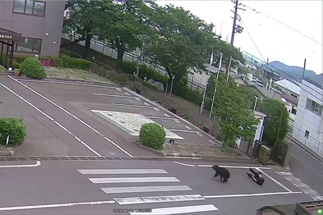 Bear rampaging through office complex injures four in attack caught on security camera