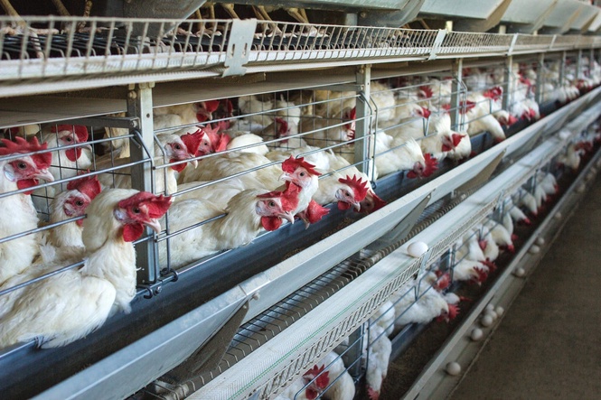 Factory farming could be fuelling spread of common disease which causes food poisoning